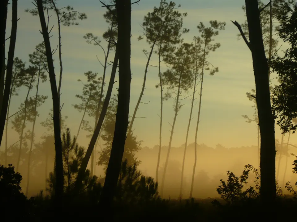 Forêt de pins des Landes dans la brume du matin